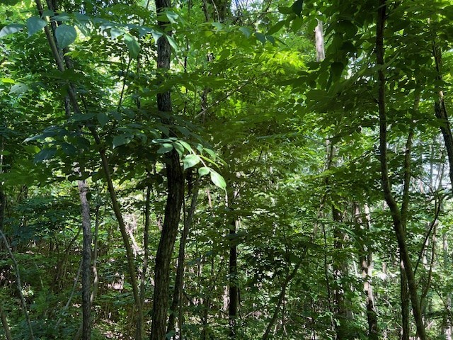 Lot 40 Overlook At Young Harris #40, YOUNG HARRIS, Georgia image 7