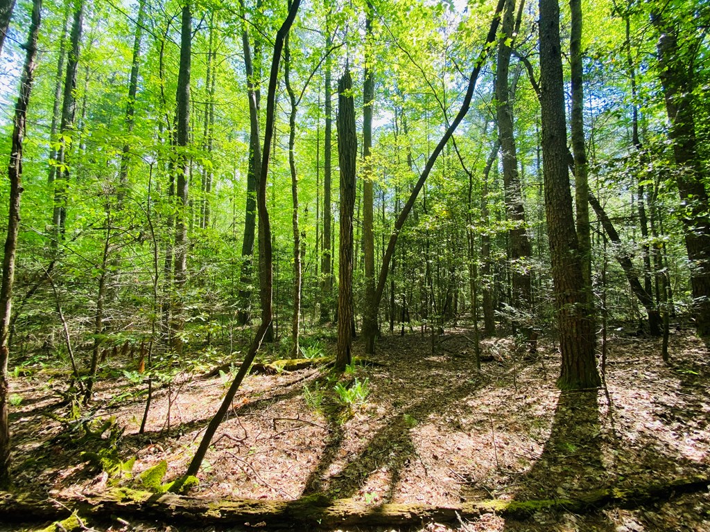 Lot 17 Atoah Loop #17, MURPHY, North Carolina image 11