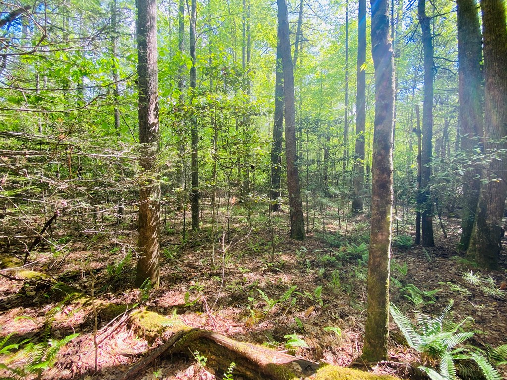 Lot 17 Atoah Loop #17, MURPHY, North Carolina image 12