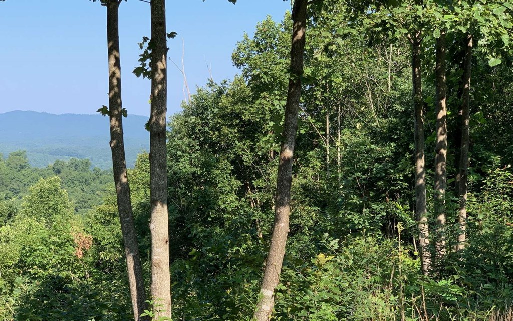 Lot 7 White Oak Drive #7, HAYESVILLE, North Carolina image 12