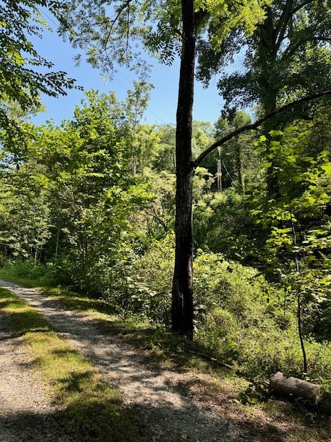 324 Scary Branch, BRYSON CITY, North Carolina image 12