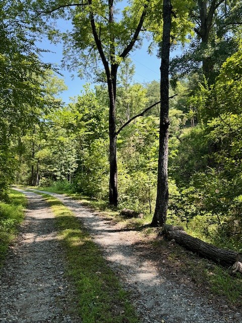 324 Scary Branch, BRYSON CITY, North Carolina image 13