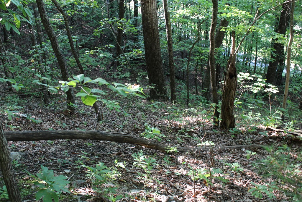 TBD Old Fain Road #170, MURPHY, North Carolina image 17