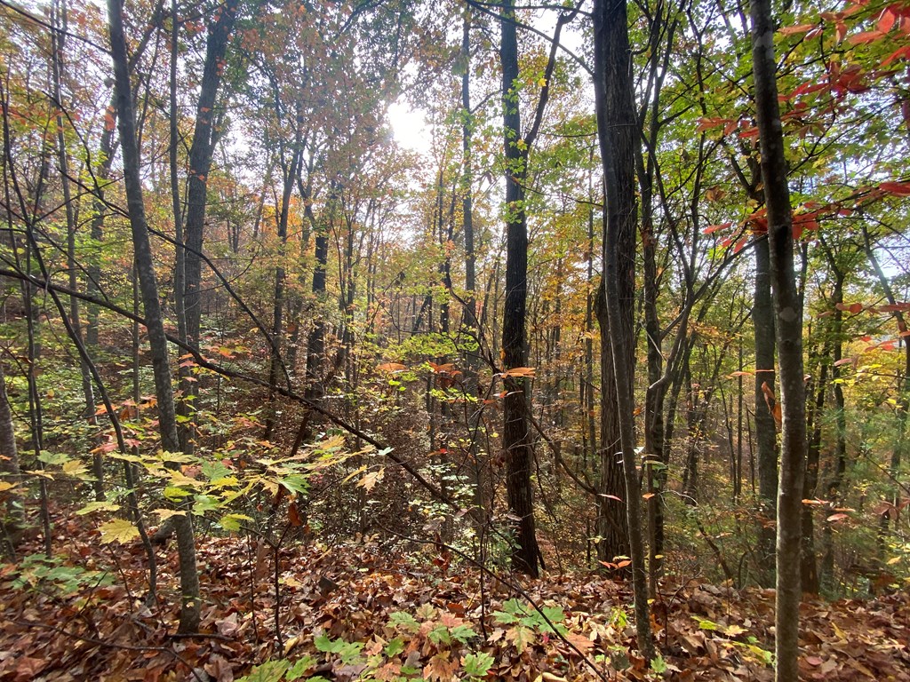 N Upper Bell Creek Road #TR D, HAYESVILLE, North Carolina image 26