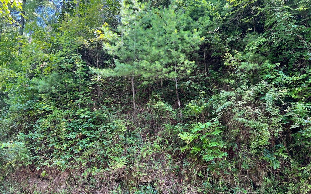 Lot 76 Fires Creek Cove #76, HAYESVILLE, North Carolina image 12
