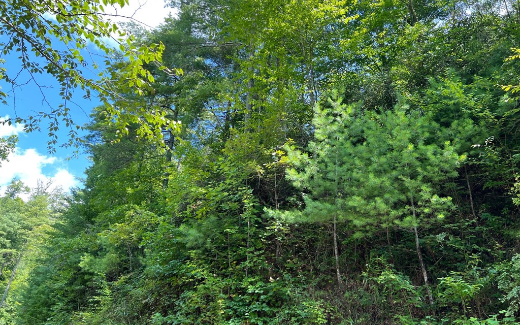 Lot 76 Fires Creek Cove #76, HAYESVILLE, North Carolina image 14
