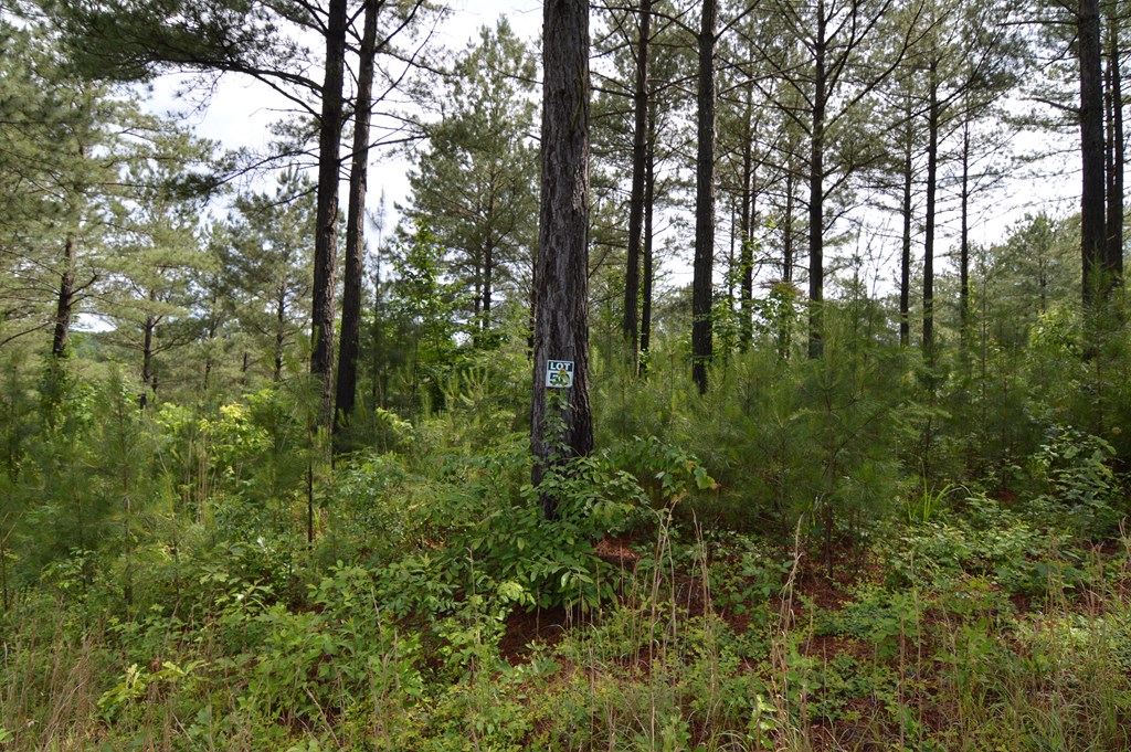 Lot 50 Pinehurst #50, BLAIRSVILLE, Georgia image 8