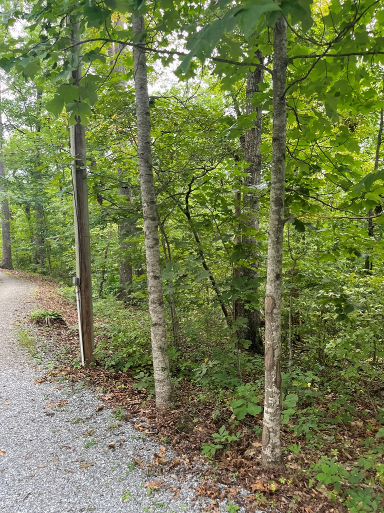 LOT 12 Kilpatrick Point Terrace #12, HAYESVILLE, North Carolina image 10