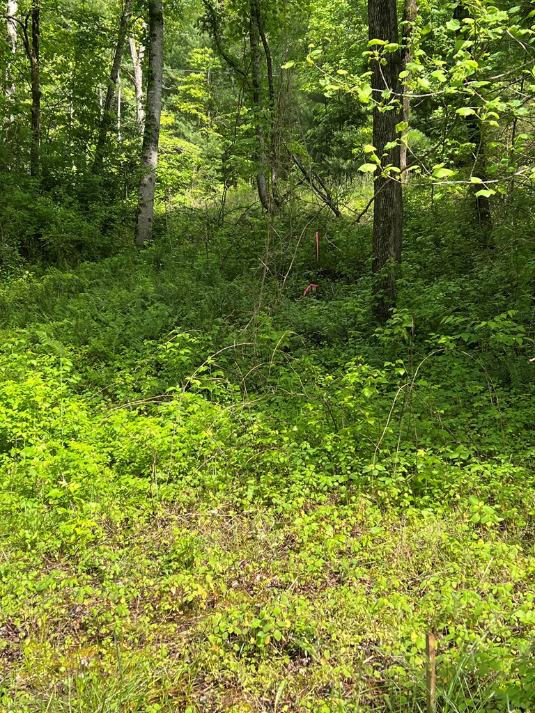 39 Acres Hiwassee Dam Access Road, MURPHY, North Carolina image 4