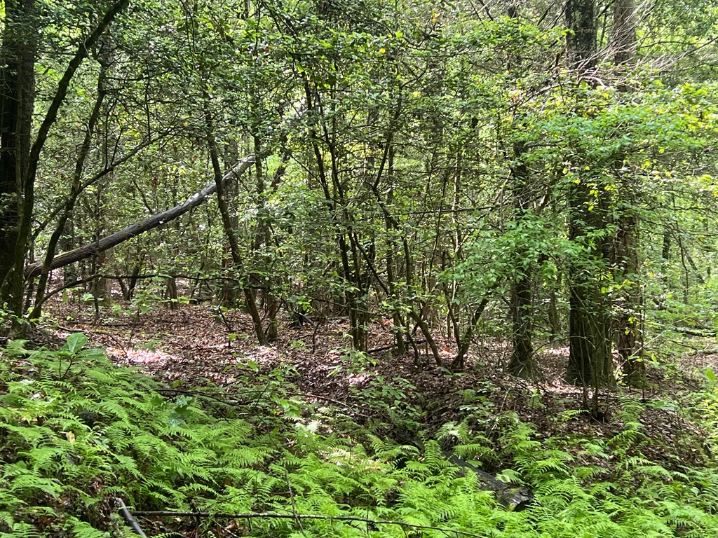 39 Acres Hiwassee Dam Access Road, MURPHY, North Carolina image 7