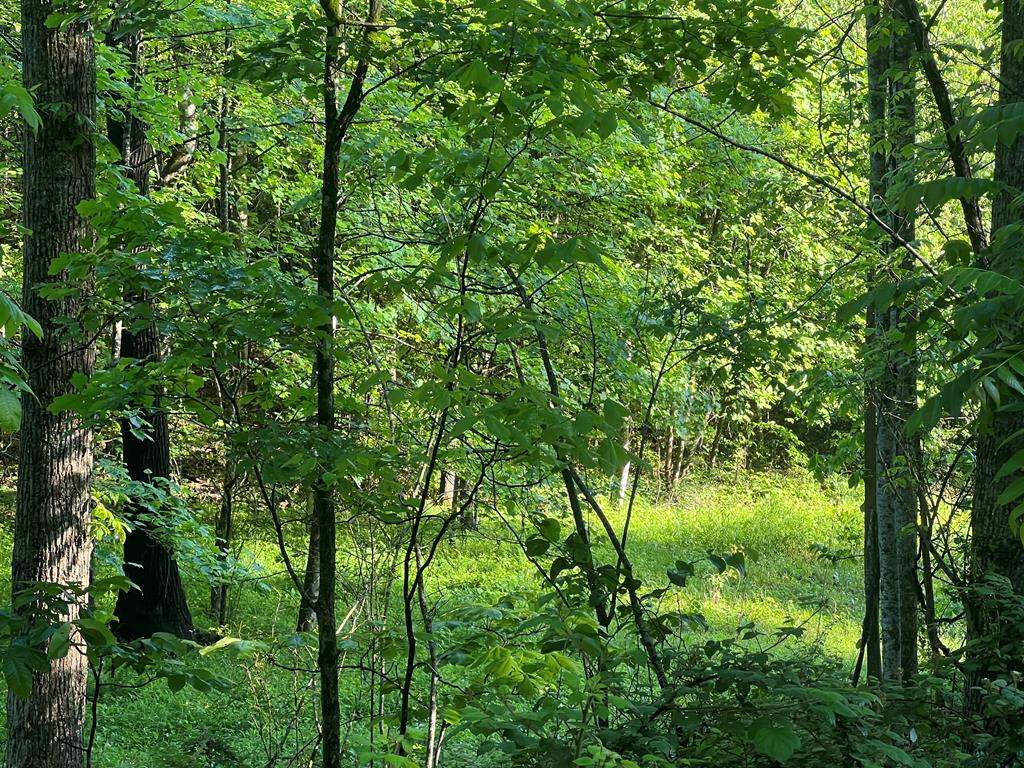 39 Acres Hiwassee Dam Access Road, MURPHY, North Carolina image 15