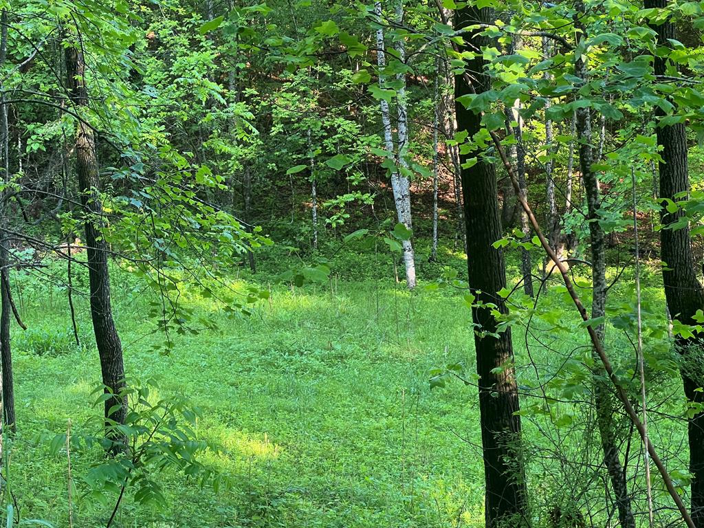 39 Acres Hiwassee Dam Access Road, MURPHY, North Carolina image 14