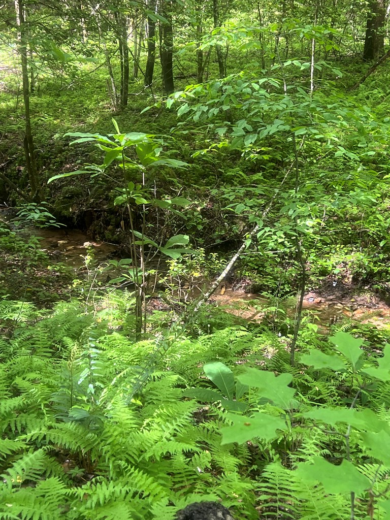 39 Acres Hiwassee Dam Access Road, MURPHY, North Carolina image 8