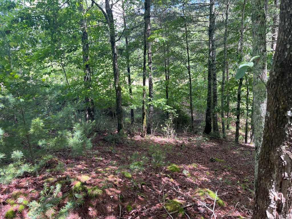 River Mountain Road #96, MURPHY, North Carolina image 6