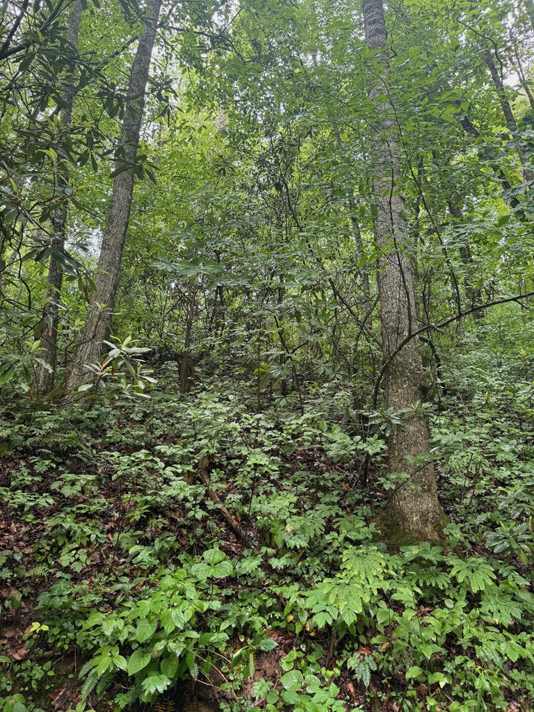 Summit Ridge Off Of Chestnut Cove Rd, SYLVA, North Carolina image 4