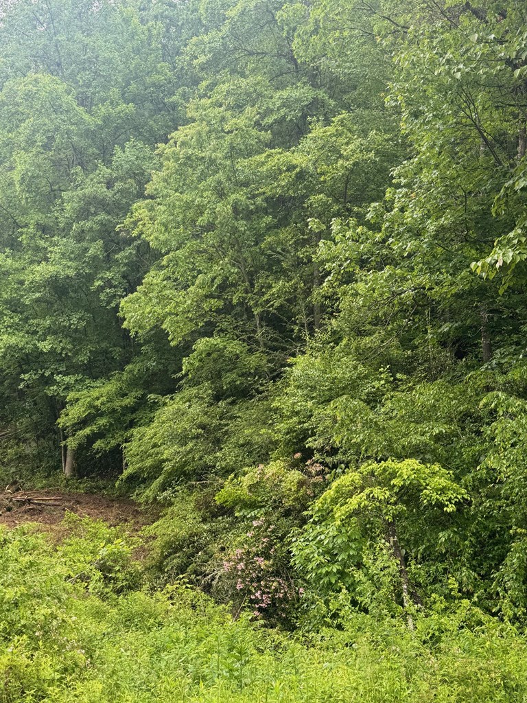 Summit Ridge Off Of Chestnut Cove Rd, SYLVA, North Carolina image 5