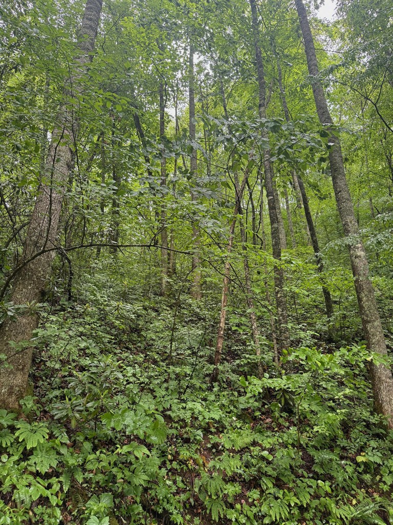 Summit Ridge Off Of Chestnut Cove Rd, SYLVA, North Carolina image 3