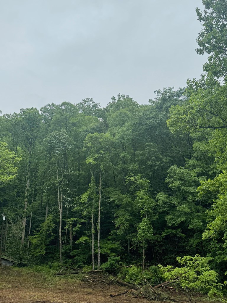 Summit Ridge Off Of Chestnut Cove Rd, SYLVA, North Carolina image 10