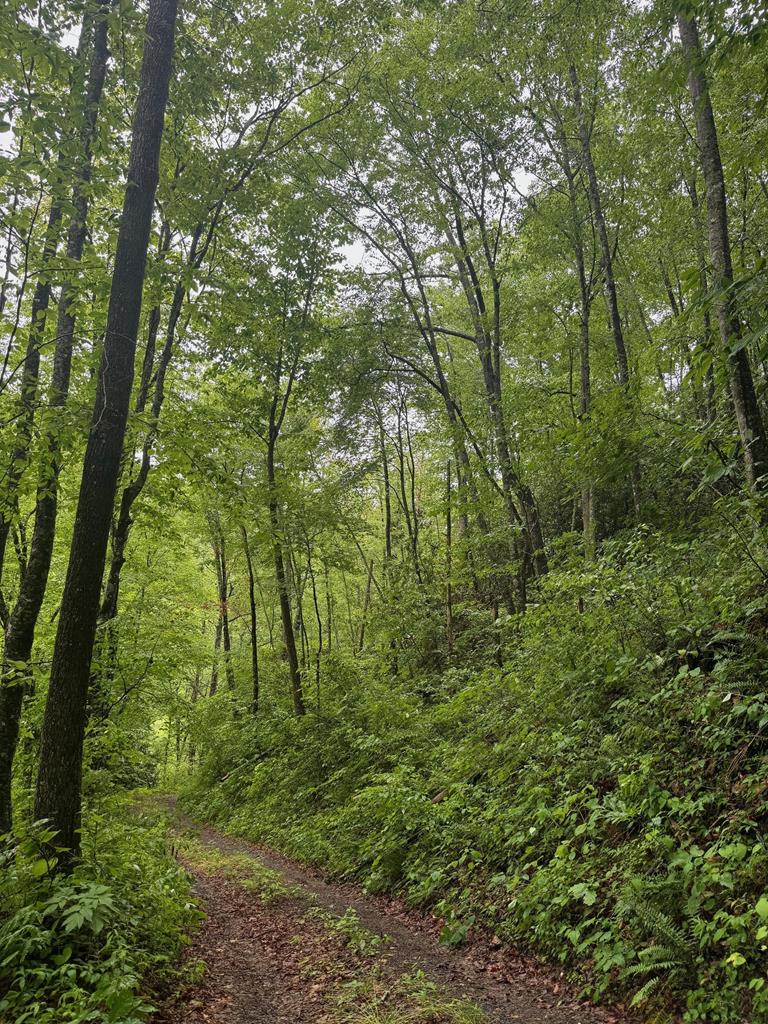 Summit Ridge Off Of Chestnut Cove Rd, SYLVA, North Carolina image 1