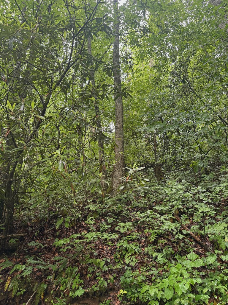 Summit Ridge Off Of Chestnut Cove Rd, SYLVA, North Carolina image 2