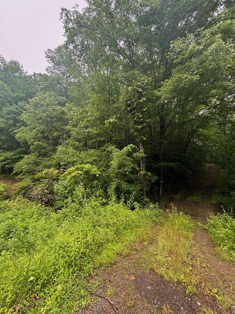 Summit Ridge Off Of Chestnut Cove Rd, SYLVA, North Carolina image 7