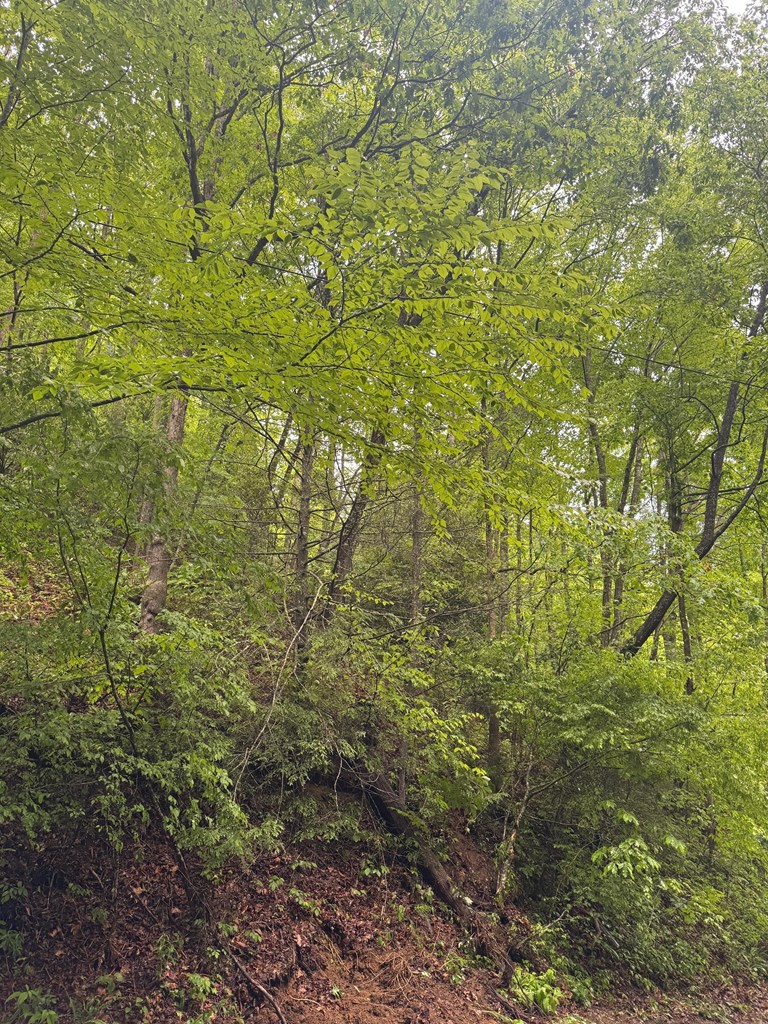 Summit Ridge Off Of Chestnut Cove Rd, SYLVA, North Carolina image 13