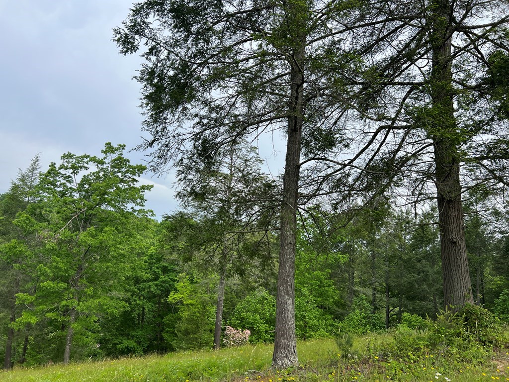 Lot 52 Madeline Way #52, BLAIRSVILLE, Georgia image 14