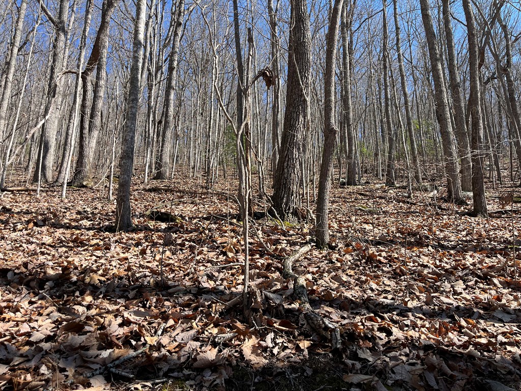 TBD Treehouse Trail, MURPHY, North Carolina image 3