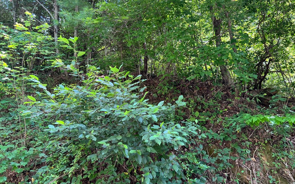 Lot 75 Fires Creek Cove #75, HAYESVILLE, North Carolina image 9