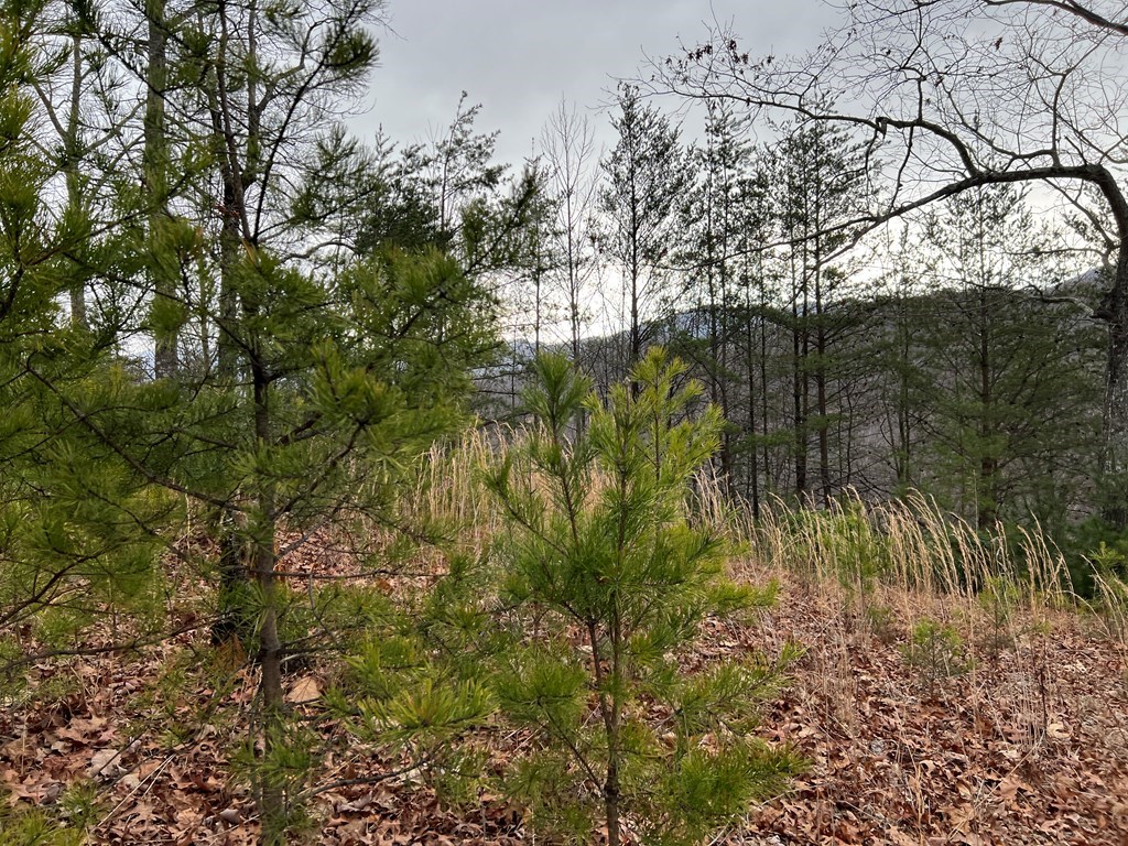 Lot 137 Shiloh Ridge #137, HAYESVILLE, North Carolina image 13