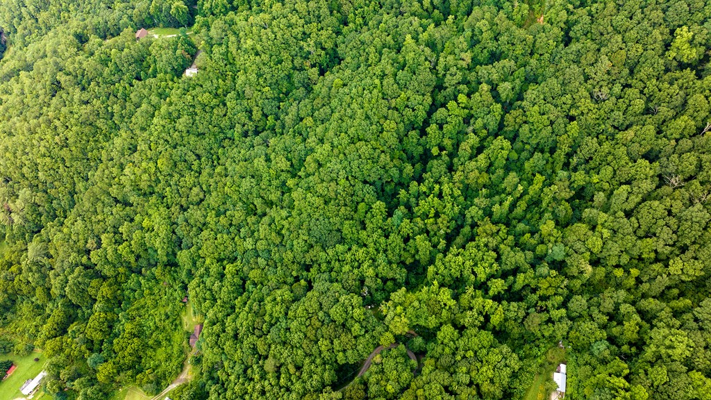 00 Canopy Lane, ROBBINSVILLE, North Carolina image 4