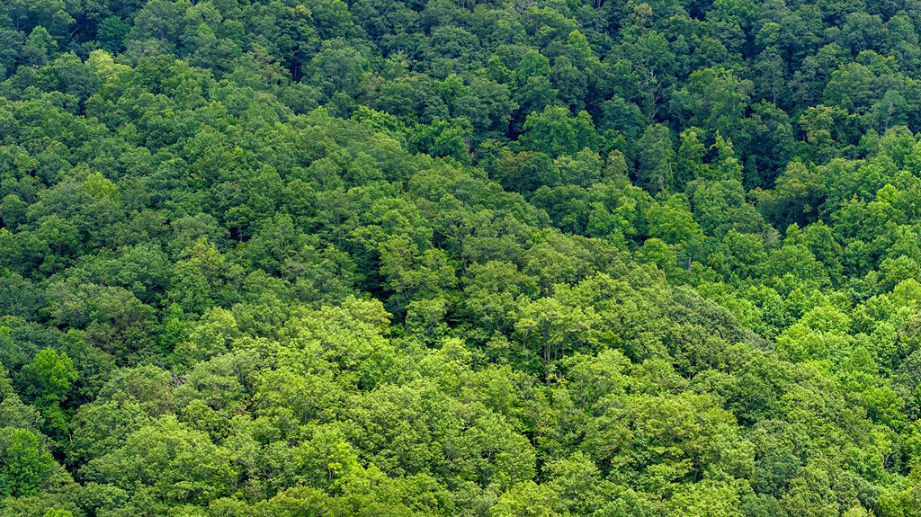 00 Canopy Lane, ROBBINSVILLE, North Carolina image 8