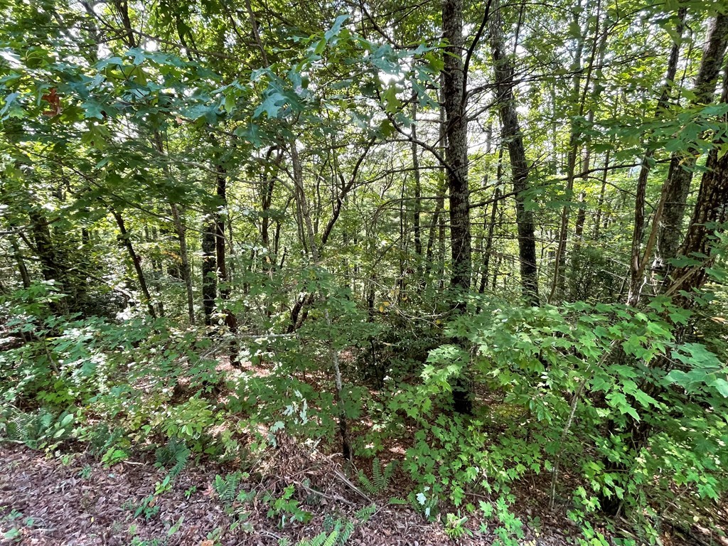 Lot 43 Fires Creek Cove #43, HAYESVILLE, North Carolina image 9