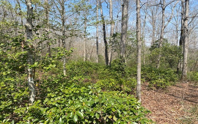 LOT 7 Brasstown Trails #7, WARNE, North Carolina image 8