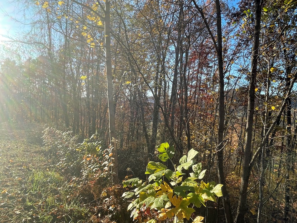 40M Mountain Harbour #40M, HAYESVILLE, North Carolina image 4