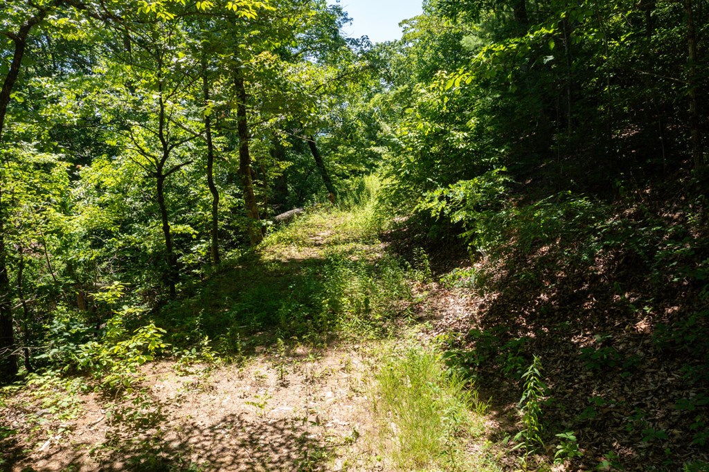 Lot 6 Hidden Forest Lane #6, HAYESVILLE, North Carolina image 4