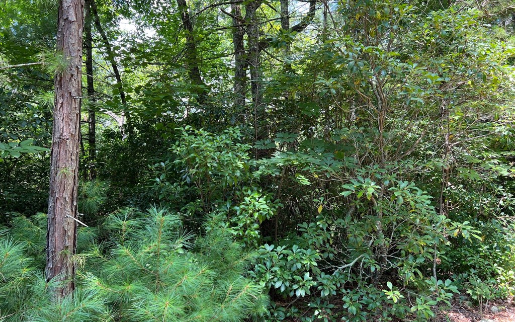 Lot 32 Fires Creek Cove #32, HAYESVILLE, North Carolina image 17