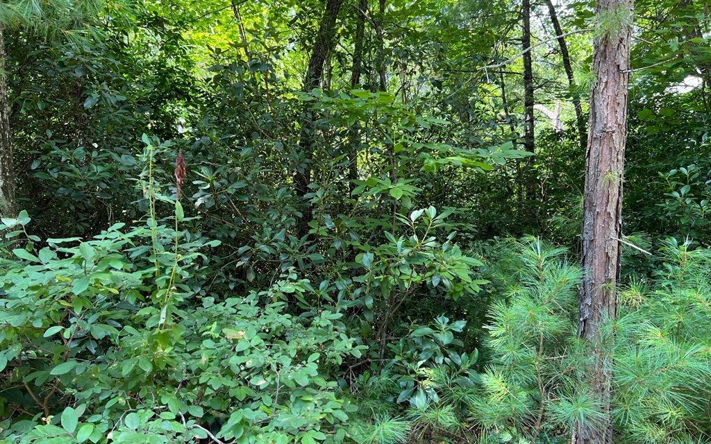 Lot 32 Fires Creek Cove #32, HAYESVILLE, North Carolina image 18