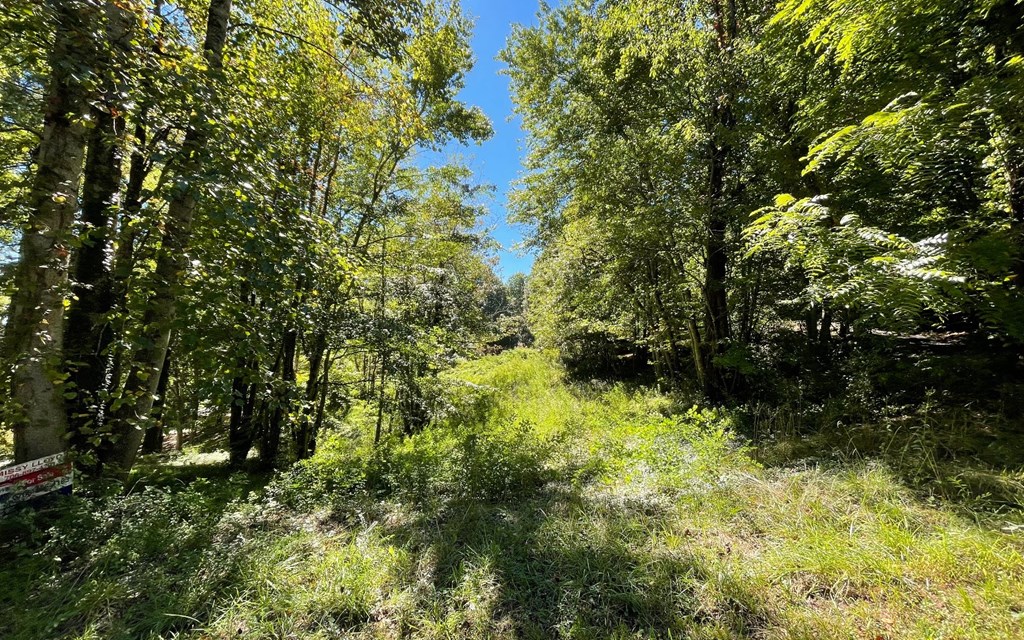 Parcel 1 Buena Vista Dr #1, HAYESVILLE, North Carolina image 8