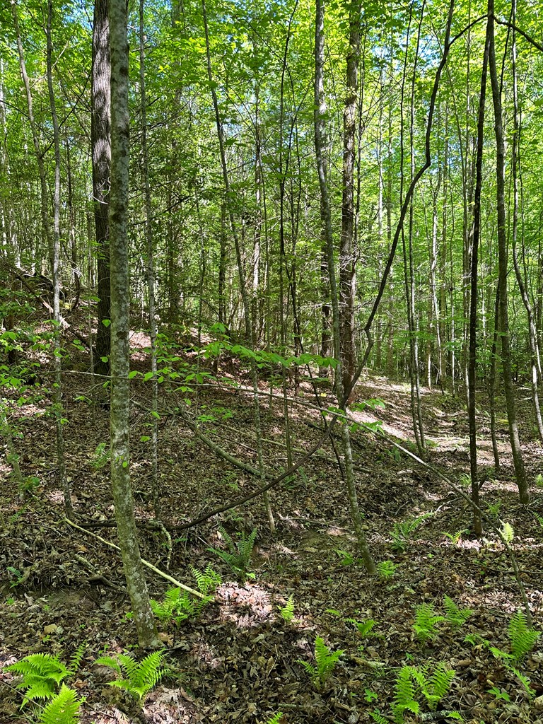 00 Reserve Estates #10, MURPHY, North Carolina image 2