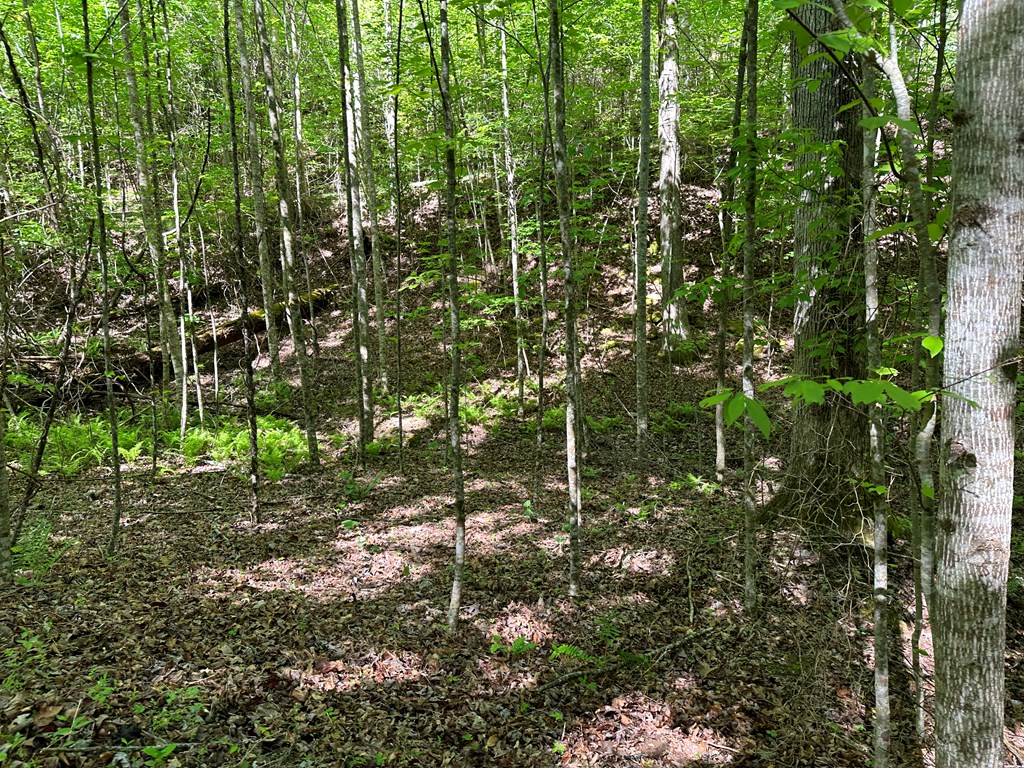 00 Reserve Estates #10, MURPHY, North Carolina image 3