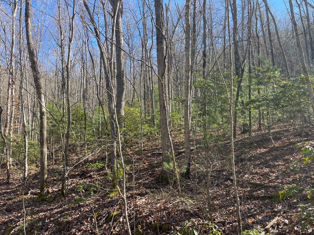 Maple Ridge Lane, MURPHY, North Carolina image 7