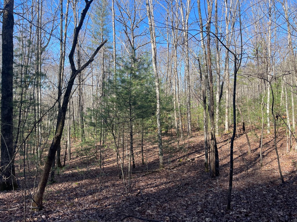 Maple Ridge Lane, MURPHY, North Carolina image 2