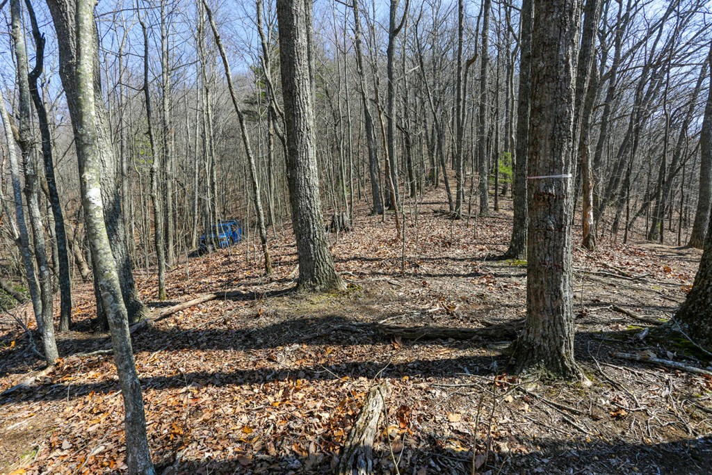 100 Ac Mica Mine Road, HAYESVILLE, North Carolina image 17