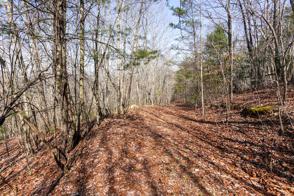 100 Ac Mica Mine Road, HAYESVILLE, North Carolina image 14