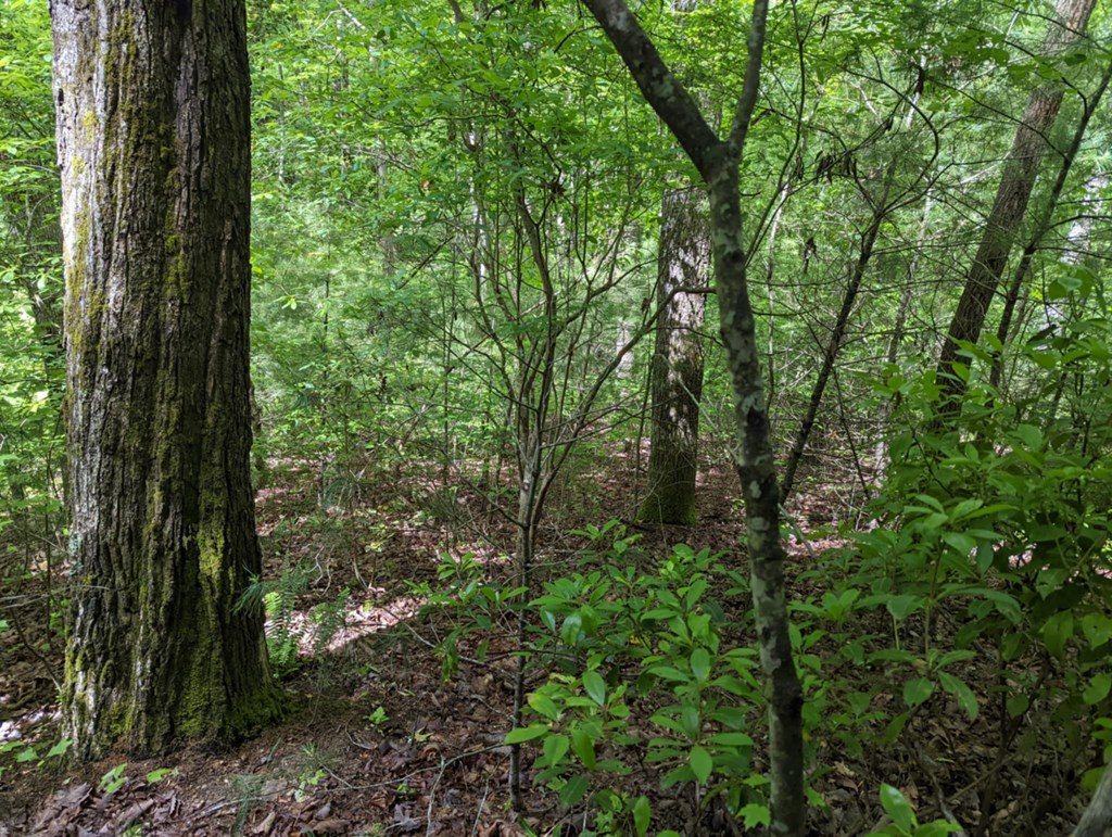TBD Heritage Trail #95, BRASSTOWN, North Carolina image 12