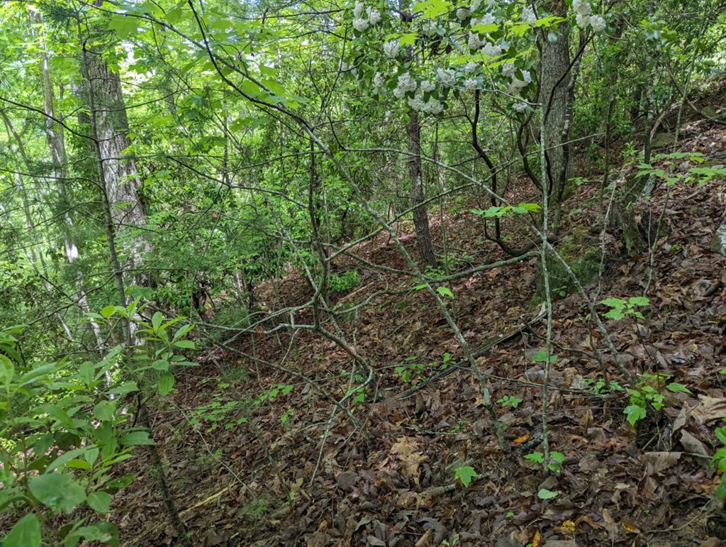 TBD Heritage Trail #95, BRASSTOWN, North Carolina image 13