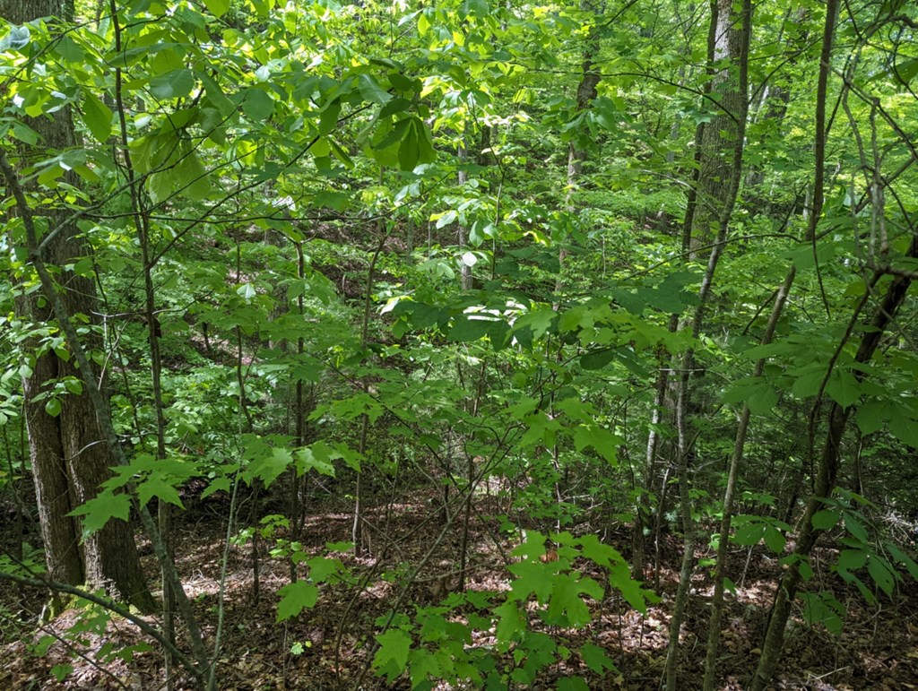 TBD Heritage Trail #95, BRASSTOWN, North Carolina image 5