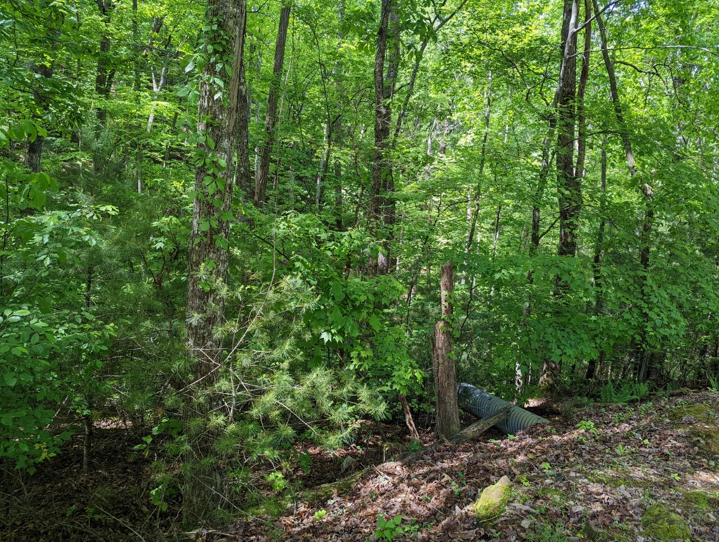 TBD Heritage Trail #95, BRASSTOWN, North Carolina image 4