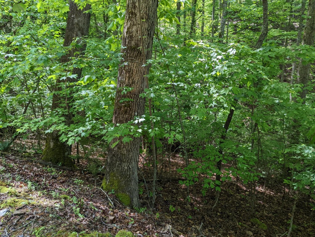 TBD Heritage Trail #95, BRASSTOWN, North Carolina image 3